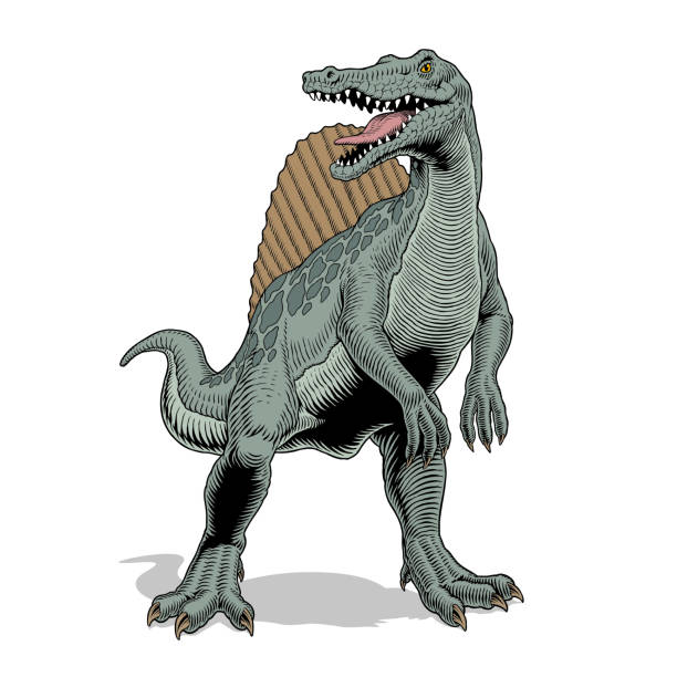 Spinosaurus dinosaur, isolated on white background. Comics style vector illustration. Spinosaurus dinosaur standing, isolated on white background. Comic book style vector illustration. spinosaurus stock illustrations