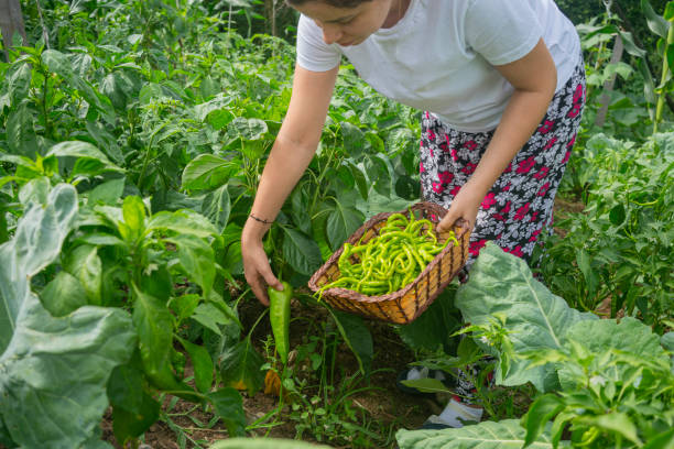 istock Farmer young woman picking fresh vegetables.Organic vegetables. 1601746006