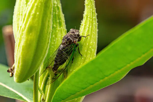 A detailed picture of a cicada resting on a garden milkweed pod.
