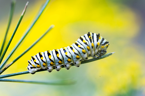 Black Swallowtail caterpillars love to eat dill plants. This on has eaten all the dill flowers from this plant.
