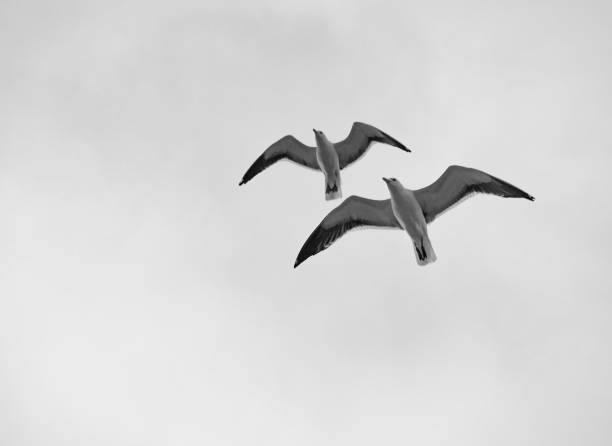 Low angle view of birds flying against sky