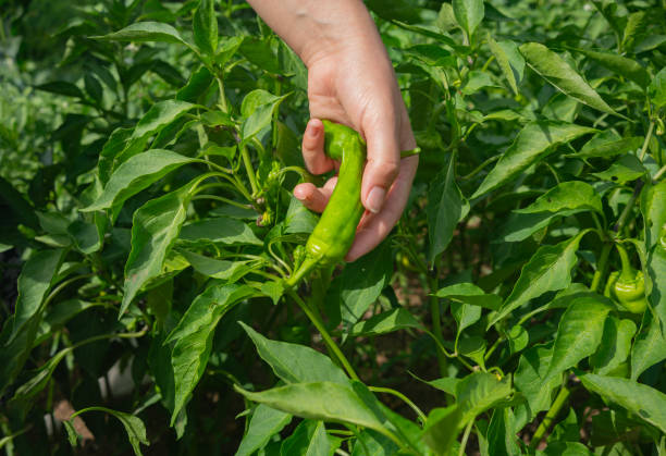 istock Farmer young woman picking fresh vegetables, 1601750402