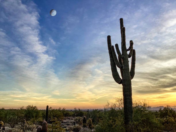 istock McDowell Sonoran Conservancy Gateway Trailhead in Scottsdale, Arizona 1601754317