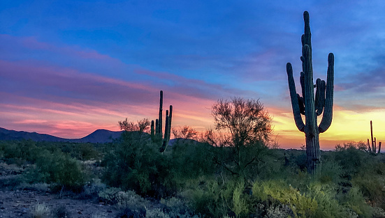 Spectacular sunset illuminates saguaro cacti near Windgate Pass in The McDowell Mountains