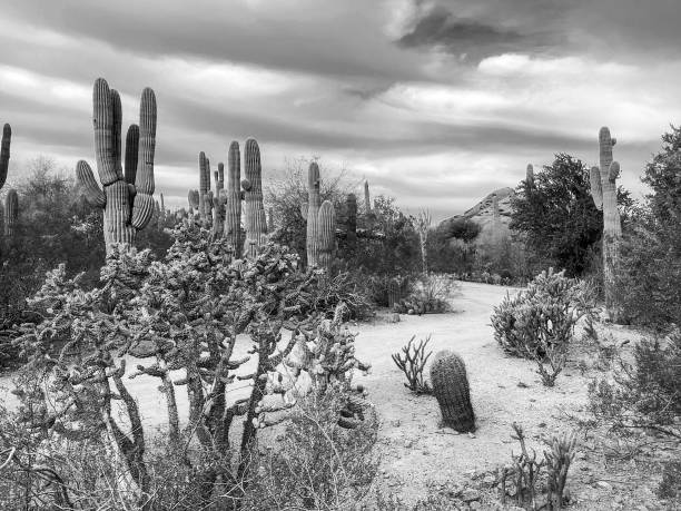 istock Sonoran Desert, Arizona 1601761985