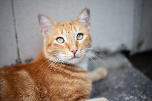 Ginger stray cat is standing on the middle of street.\nIstanbul, Turkey.