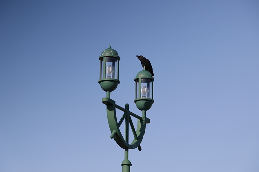 A crow watches from a street lamp with a nautical style. Spring morning in the port city of Kushiro in Hokkaido Prefecture.