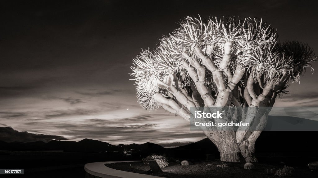 Árvore de dragão ao pôr do sol - Royalty-free Agavaceae Agave Foto de stock