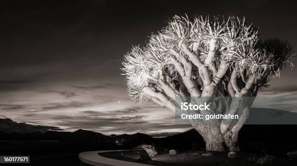 Árvore De Dragão Ao Pôr Do Sol - Fotografias de stock e mais imagens de Agavaceae Agave - Agavaceae Agave, Ao Ar Livre, Fotografia - Imagem