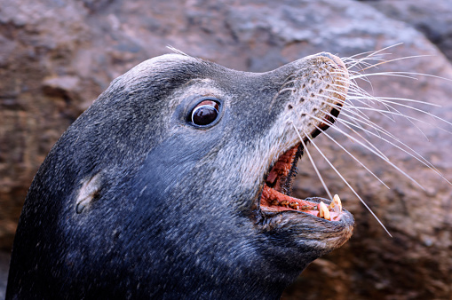 Agitated wild California sea lion (Zalophus californianus) looking angrily up at the camera.
