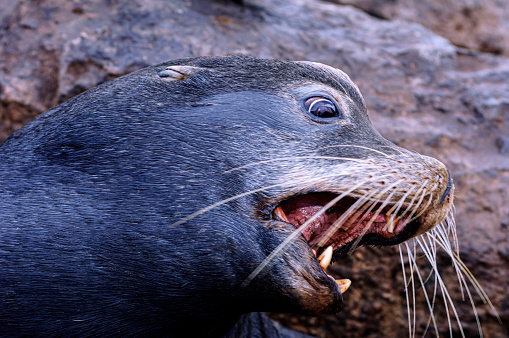 Agitated wild California sea lion (Zalophus californianus) looking angrily up at the camera.