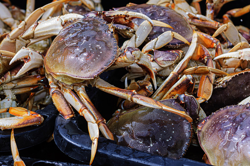 Close-up of live dungeness crabs (Metacarcinus magister) just offloaded into shipping tubs, for shipment to market.\n\nTaken in Moss Landing, California, USA