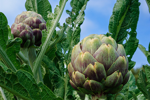 top view of a fresh ecological artichoke growing in an orchard