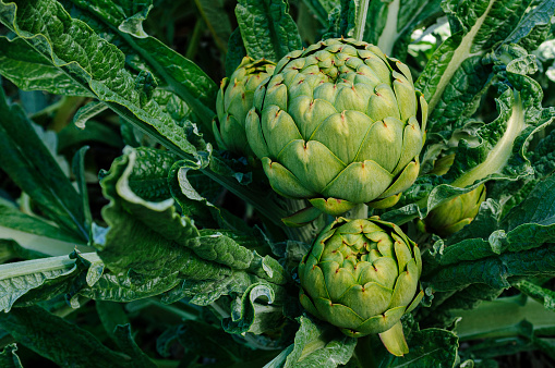 Close-up of organic artichoke (Cynara cardunculus) globes growing on the end of the artichoke plant stalks.\n\nTaken in Castroville, California, USA