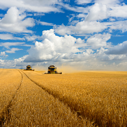Combine harvesters cutting grain in barley field during harvest. Stitched from two images.