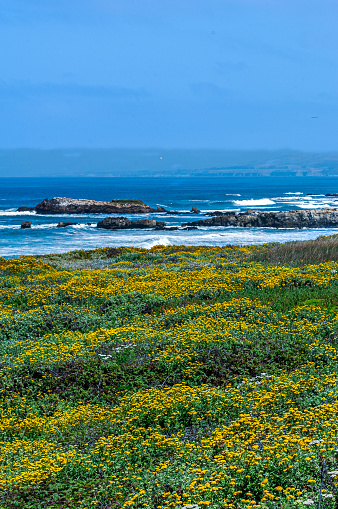 Wild mustard plants in bloom along the rocky coast of Northern California.