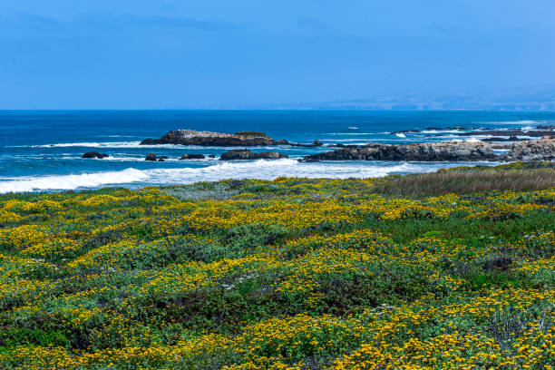 Wild mustard plants in bloom along the rocky coast of Northern California.