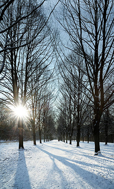 Avenida de árvores no Inverno. - fotografia de stock
