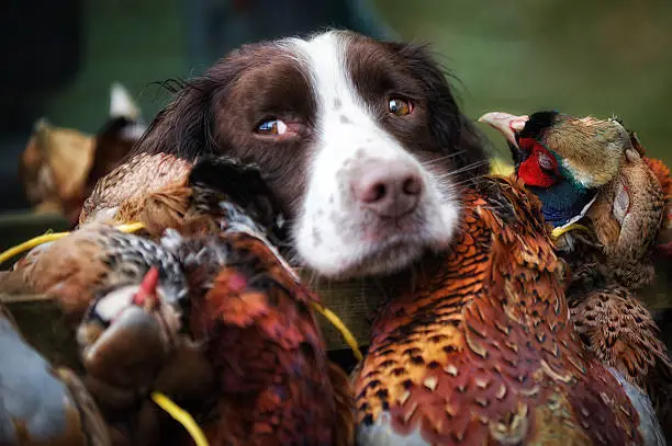 Working spaniel with the days bounty of gamebirds