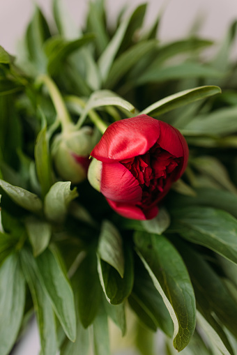 A from above view of a peony.