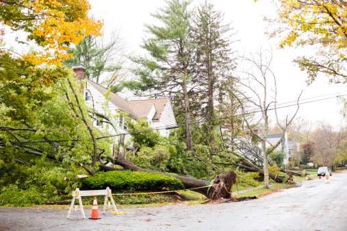 Tres caído árboles del huracán Sandy photo