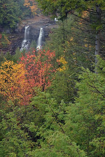 entra en el otoño de blackwater - monongahela national forest landscapes nature waterfall fotografías e imágenes de stock