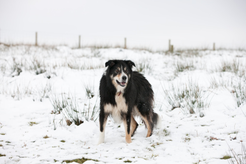 Border collie standing in snowy field