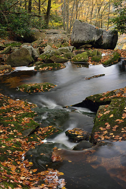 parque estatal blackwater cataratas de fall - monongahela national forest landscapes nature waterfall fotografías e imágenes de stock