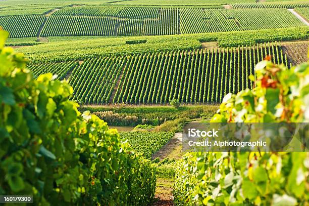 シャンパン Cramant のブドウ園 - シャンパーニュ地方のストックフォトや画像を多数ご用意 - シャンパーニュ地方, ブドウ畑, フランス