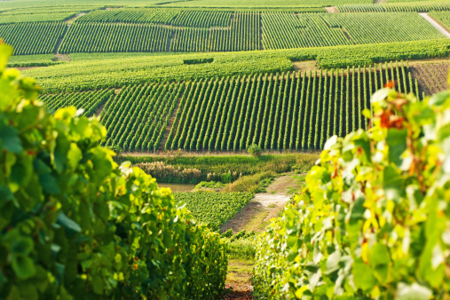 Late summer vineyards of a Premiere Cru area of France showing the lines of vines in the background and diagonal vines in the foreground.