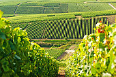 Long view of grape vineyards in Cramant