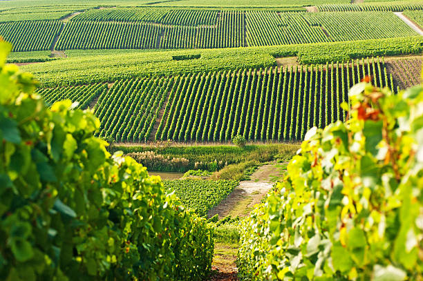 Long view of grape vineyards in Cramant Late summer vineyards of a Premiere Cru area of France showing the lines of vines in the background and diagonal vines in the foreground. champagne region photos stock pictures, royalty-free photos & images