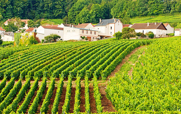 Champagne vineyards in Cramant Late summer vineyards of a Premiere Cru area of France showing the lines of vines in the background and diagonal vines in the foreground.The village of Cramant is in the background. ardennes department france stock pictures, royalty-free photos & images