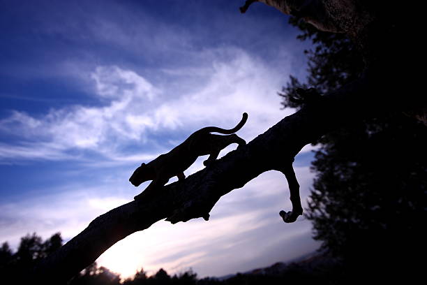 silhouette de léopard - grand félin photos et images de collection