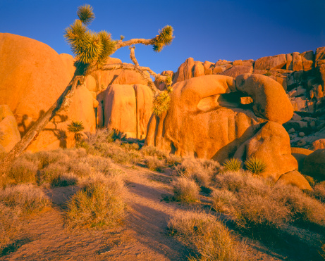 A view of the rocks and yucca trees in Joshua tree National Park