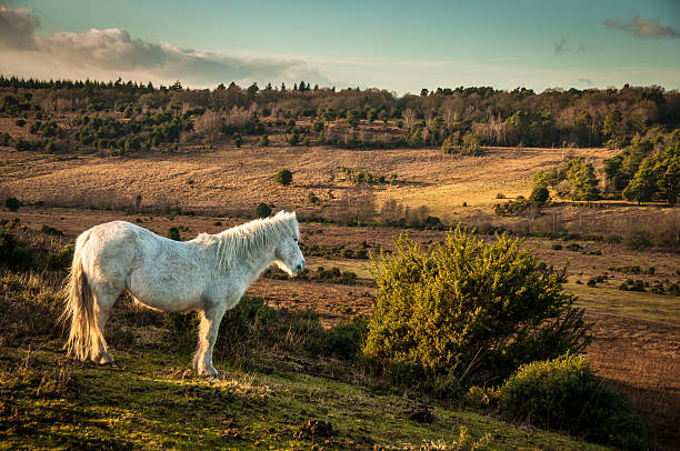 White Wild horse, The New Forest, England A wild pony grazing in The New Forest in Hampshire, England.  new forest stock pictures, royalty-free photos & images