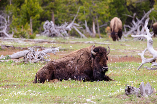 Bison in the Lamar Valley of Yellowstone National Park