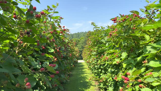 Blackberry plantations