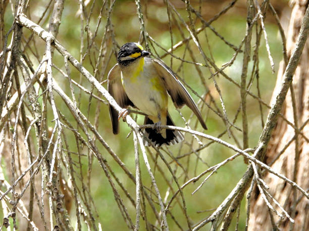 istock Barmah, Victoria, Australia 1601859599