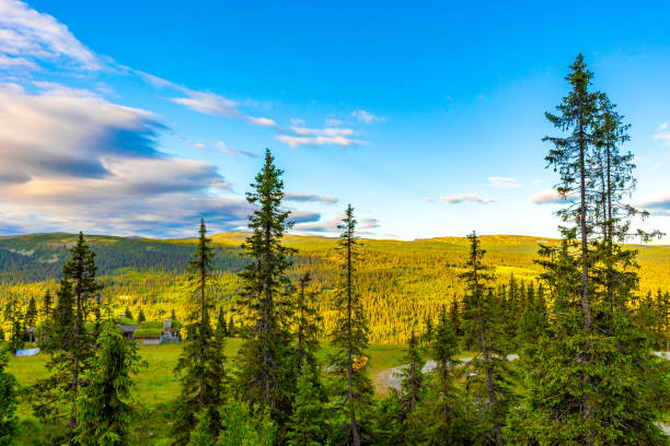 Norwegian mountain landscape with mountains forest firs nature panorama and blue sky with clouds in Kvitfjell Favang Ringbu Innlandet Norway in Scandinavia.