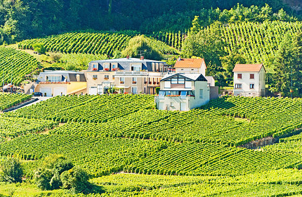 Champagne vineyards in Cramant Late summer vineyards of a Premiere Cru area of France showing the lines of vines in the background and diagonal vines in the foreground.The village of Cramant is in the background. cramant stock pictures, royalty-free photos & images