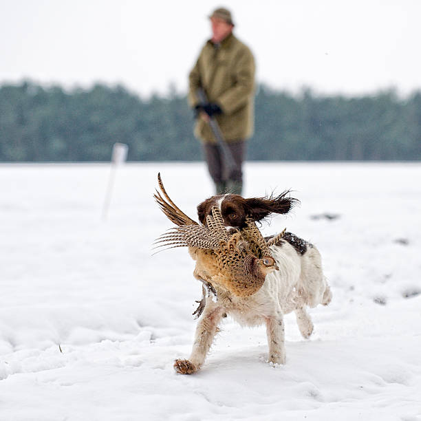 jogo fotografar em inglaterra - pheasant hunting fotos - fotografias e filmes do acervo