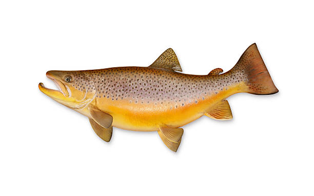 truta marisca com traçado de recorte - brown trout imagens e fotografias de stock