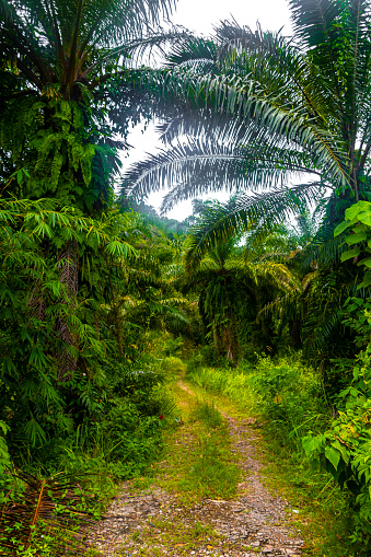 Path road that leads through the tropical jungle rainforest in Ao Nang Amphoe Mueang Krabi Thailand in Southeast Asia.