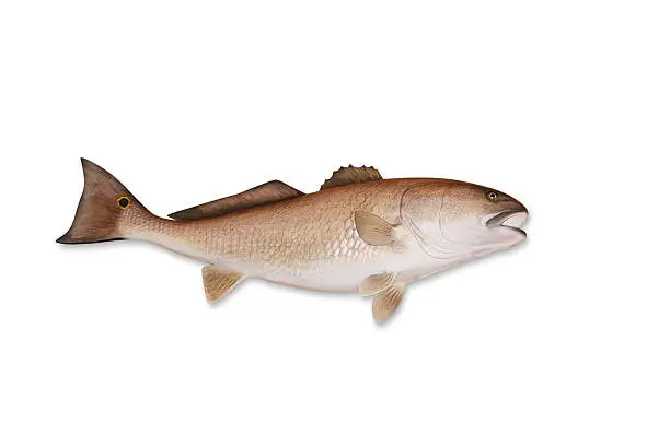 Redfish isolated on white with drop shadow and clipping path included.