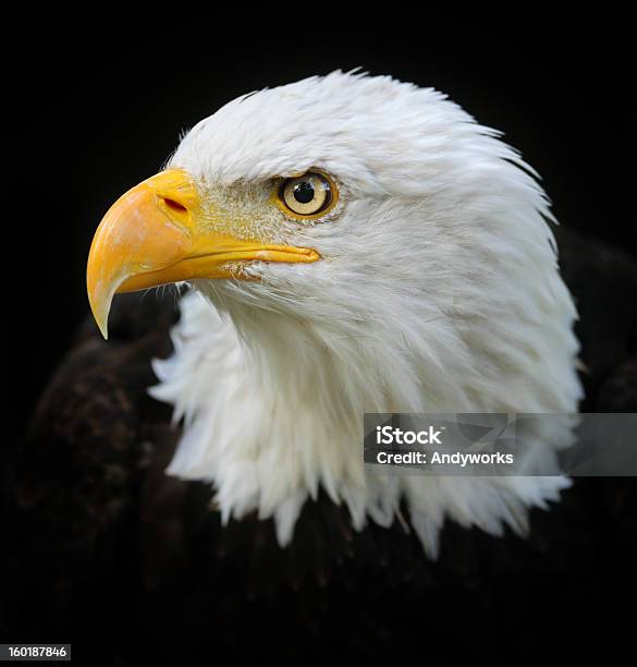 Weißkopfseeadler Porträt Stockfoto und mehr Bilder von Adler - Adler, Schwarzer Hintergrund, Weißkopfseeadler