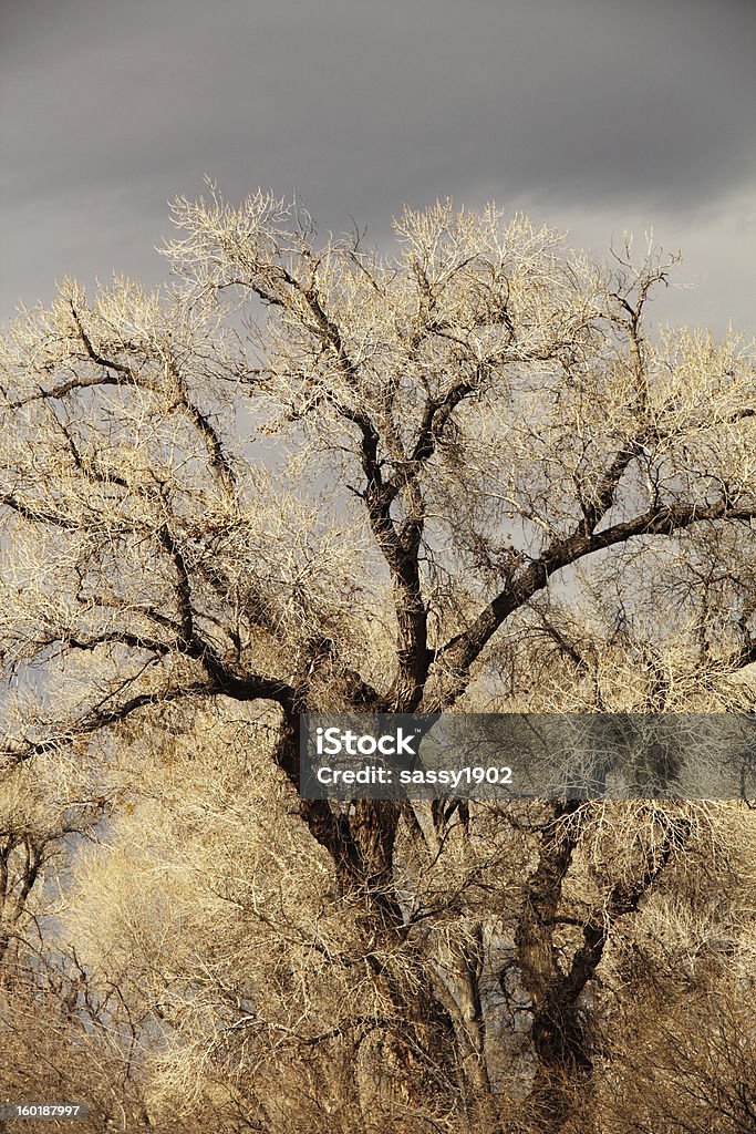 Fremont Cottonwood Tree - Lizenzfrei Abgeschiedenheit Stock-Foto