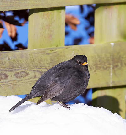 A beautiful Blackbird in wintertime - snow and cold