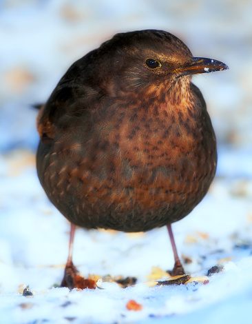 A beautiful Blackbird in wintertime - snow and cold