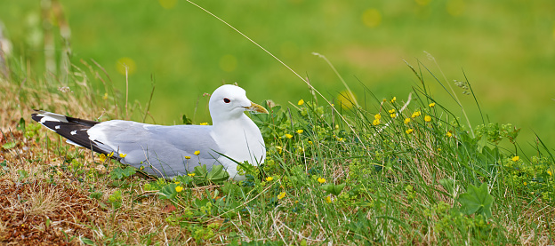 A photo of A beautiful seagull sitting and relaxing